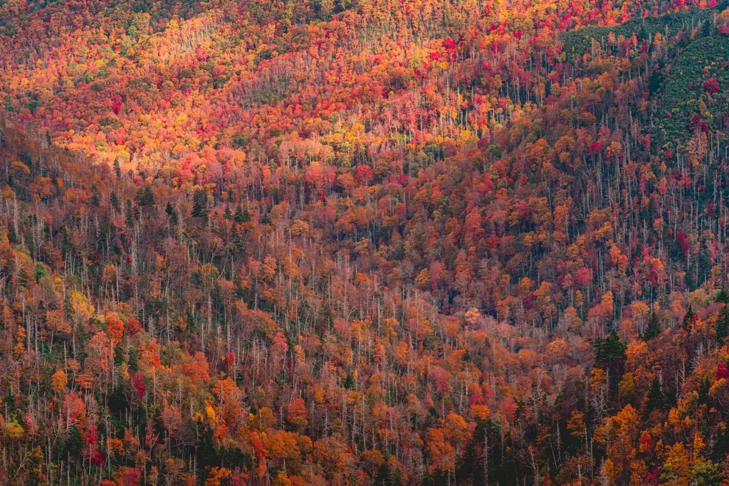 Smoky Mountain hillsides covered in red, orange and gold fall leaves