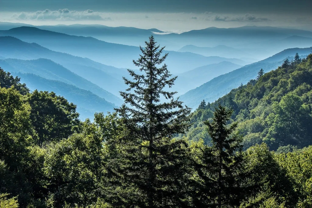 Layers of blue mountain ridges seen from Newfound Gap, with tall evergreens in front