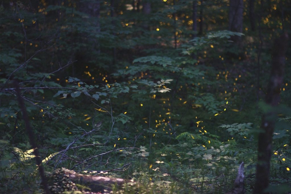 Synchronous fireflies Elkmont