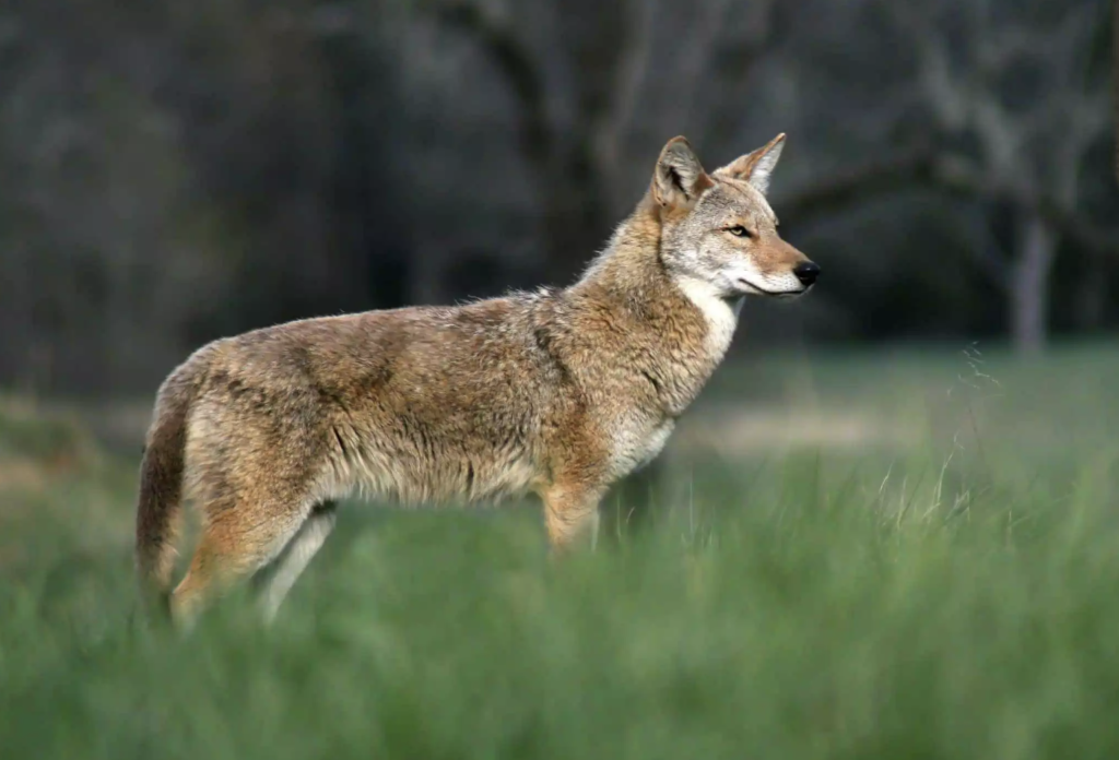 Coyote in Cades Cove