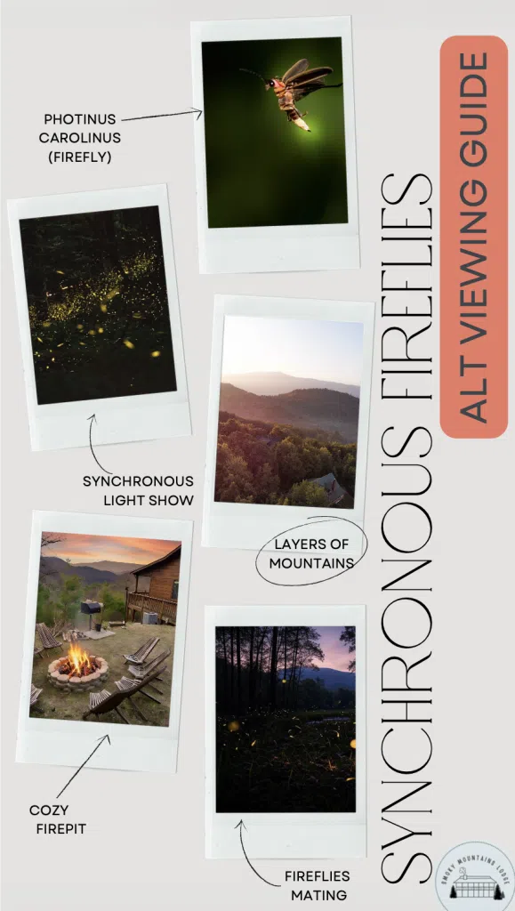 Fireflies 1st page guide