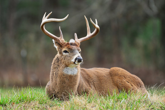 White-tailed deer Cades Cove
