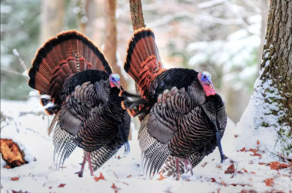 Wild Turkeys at Cades Cove